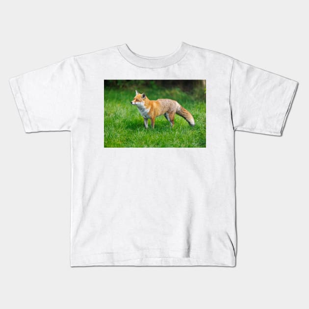 Fox (Vulpes vulpes), a British native mammal Kids T-Shirt by GrahamPrentice